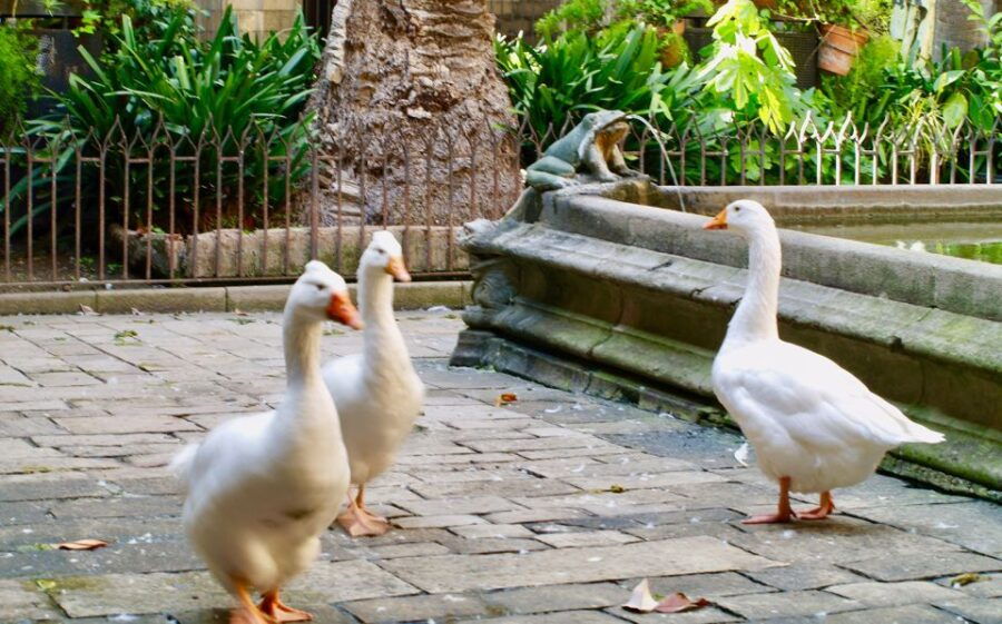 Barcelona: Cathedral of Barcelona Entry Ticket - Good To Know