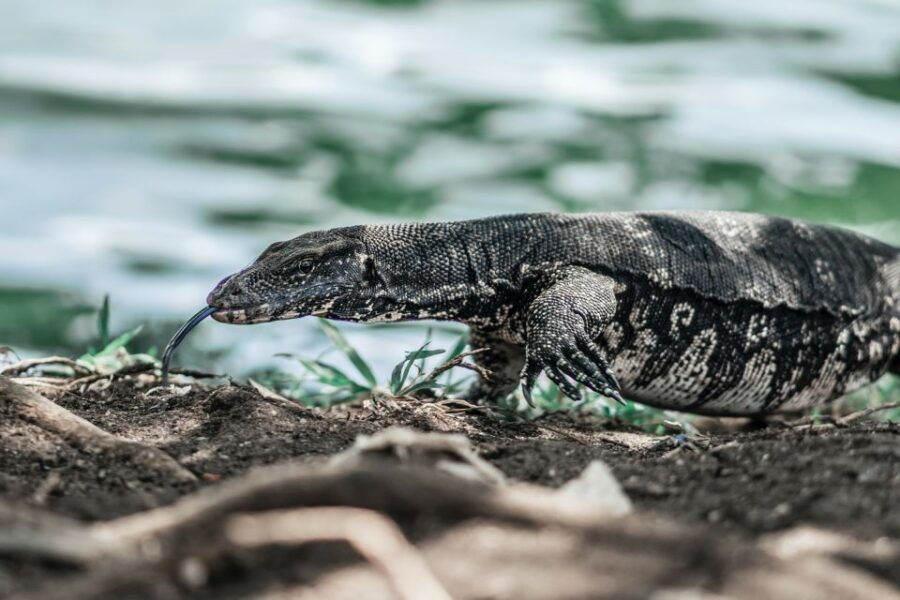 Bentota: Mangrove Lagoon and River Cruise - Good To Know