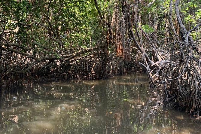 Bentota River Mangrove Forest Boat Trip (Private Tour)  – Kalutara