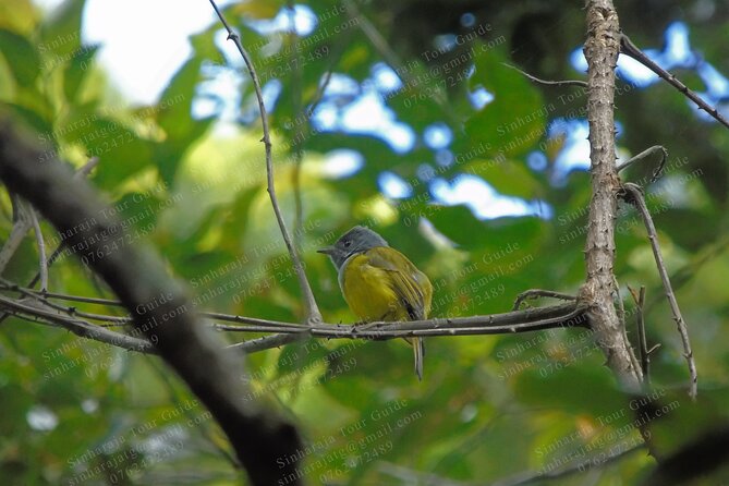 Bird Watching Tours in Sinharaja Rain Forest