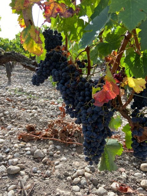 Bordeaux: Saint Emilion Village With Chateaus & Wine Tasting - Good To Know