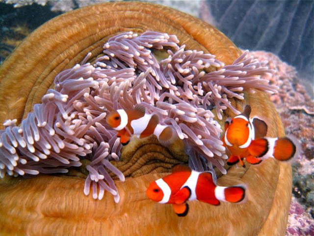 Borneo 3-Dive Scuba Diving Day Trip in Kota Kinabalu - Good To Know