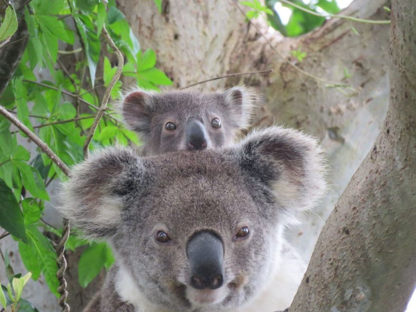 Byron Bay: Full-Day Wildlife Safari - Good To Know