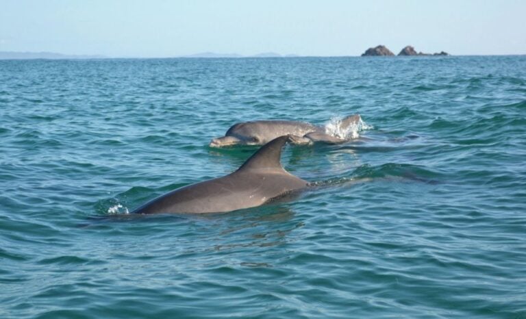 Byron Bay: Sea Kayak Tour With Dolphins and Turtles