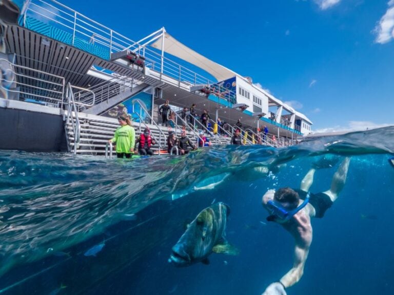 Cairns: Great Barrier Reef Cruise With Water Activities