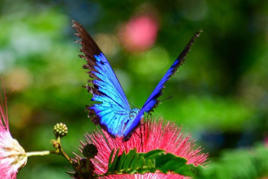 Cairns: Paronella, Lake Barrine & Millaa Millaa Falls Tour - Good To Know