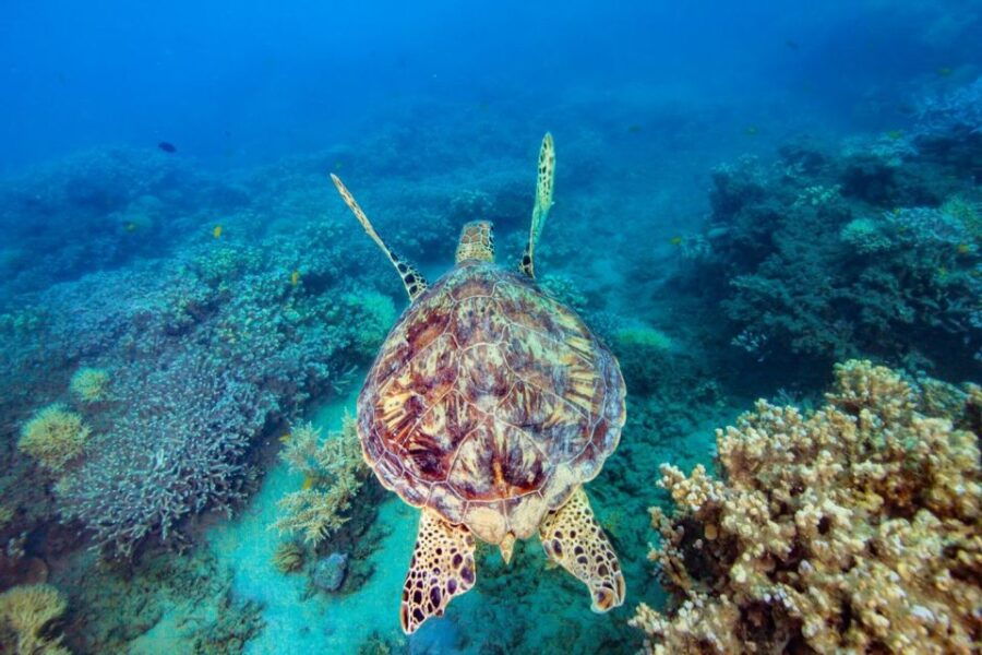 Cairns: Snorkel & Dive a Secluded Great Barrier Reef Island