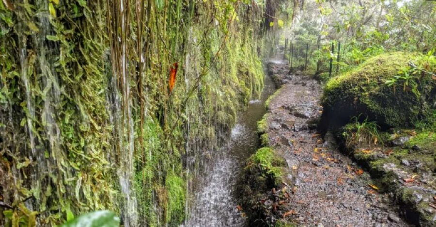 Caldeirão Verde Levada: Roundtrip Transfer & Hike - Good To Know