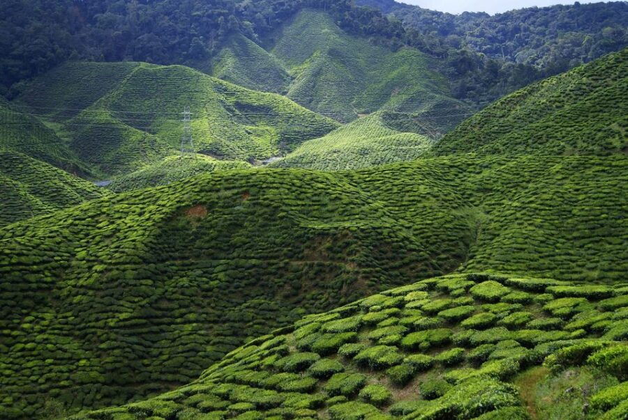 Cameron Highlands 1 Day Tour From Kuala Lumpur - Good To Know