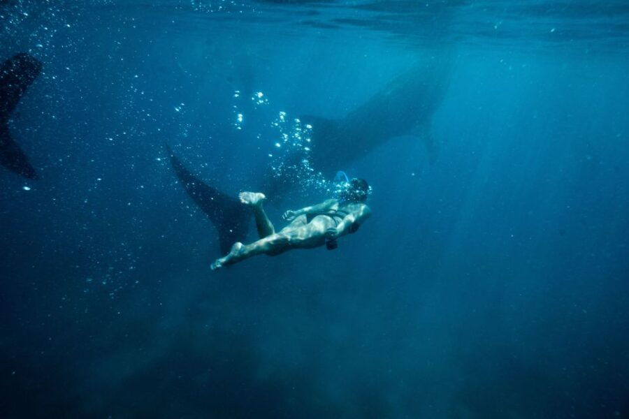 Cebu City: Whale Shark Swimming & Kawasan Falls Canyoneering