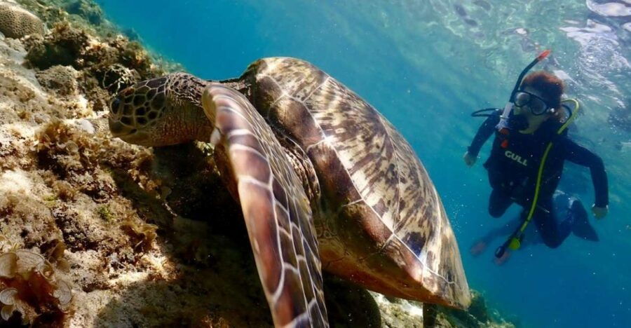 Cebu: Mactan Island Beach Diving ( for Who Has License )