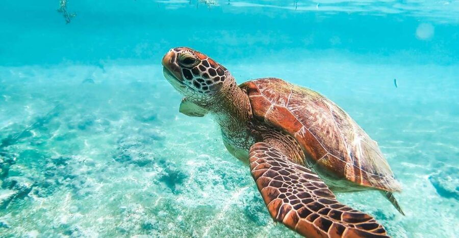 Cebu: Moalboal Sardine Run and Turtle Snorkeling Adventure