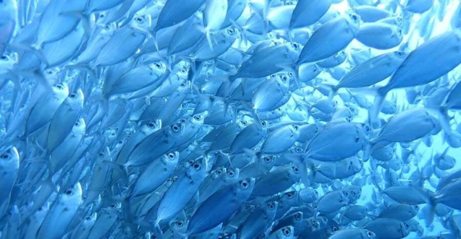 Cebu: Oslob Whale Shark and Moalboal Sardine Run, Sea Turtle