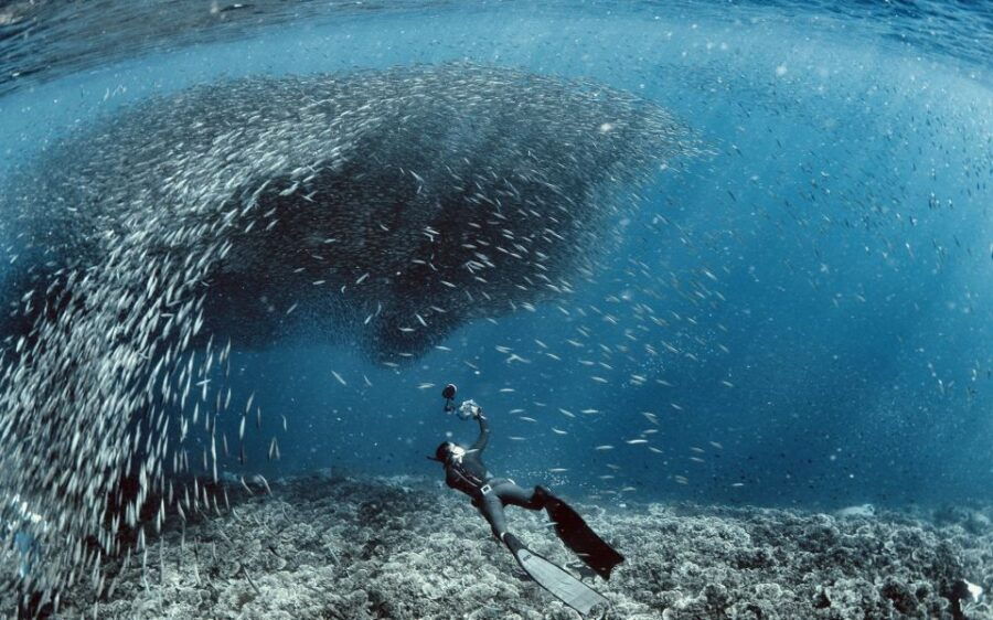 Cebu: Scuba Diving in Pescador Island and Sardine Snorkeling - Good To Know