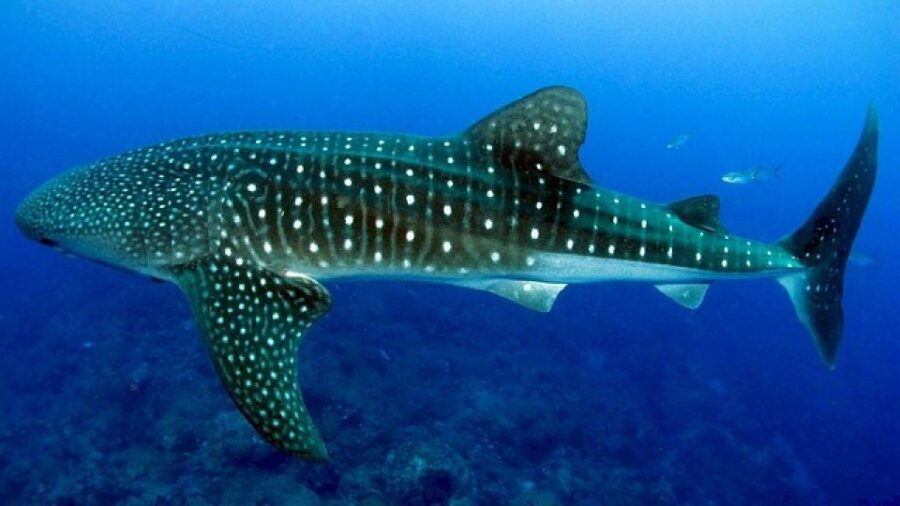 Cebu: Whale Sharks, Tumalog Falls & Sumilon Island Day Tour