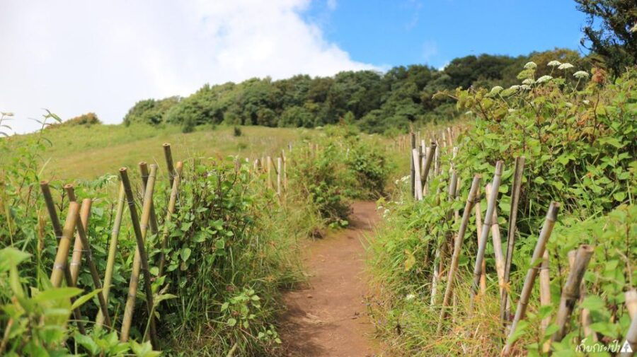 Chiang Mai: Doi Inthanon National Day Trip Kiw Mae Pan Trek - Good To Know
