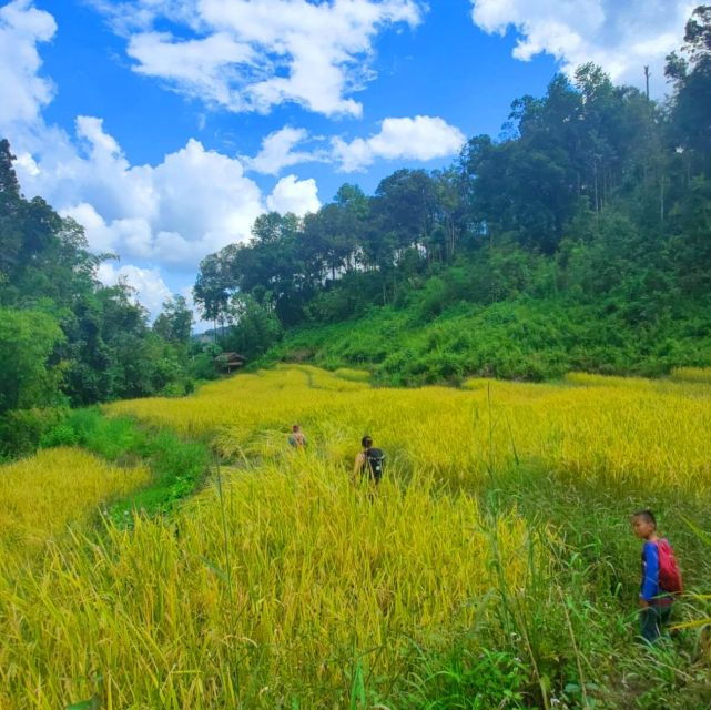 Chiang Mai: Elephant Sanctuary & Jungle Trek W/ Waterfall - Good To Know