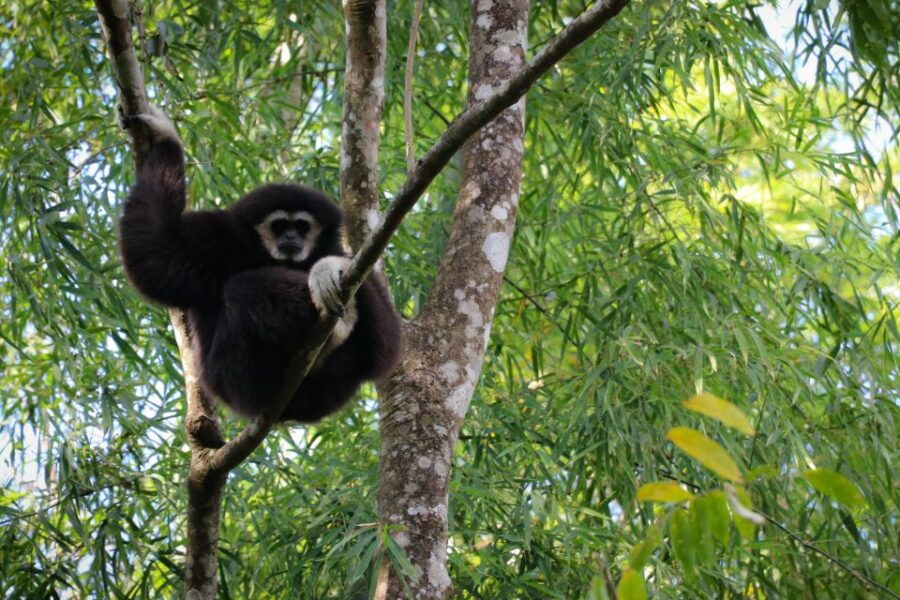 Chiang Mai: Gibbons, Trekking & Mae Kampong Small Group Tour - Good To Know