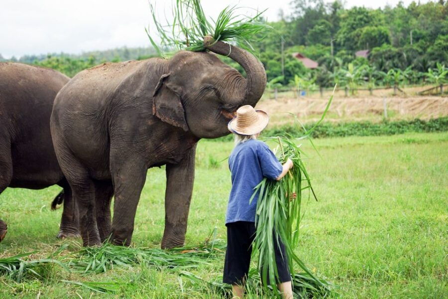 Chiang Mai: Small Group Ethical Elephant Sanctuary Tour - Good To Know