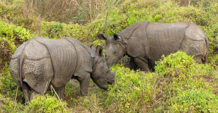 Chitwan Jungle Safari 3 Night 4 Days - Good To Know