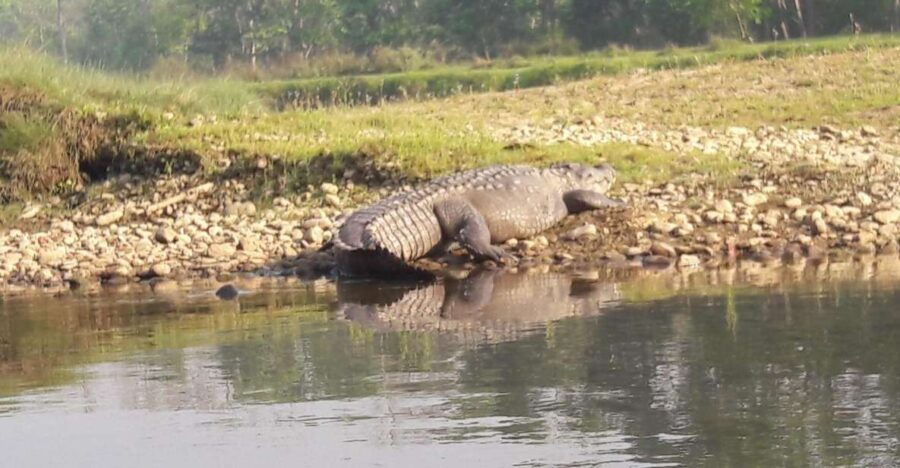 Chitwan National Park Safari - Good To Know