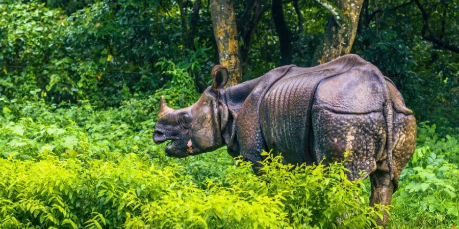 Chitwan Safari Day Tour - Good To Know
