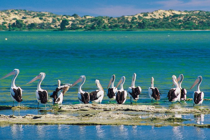 Coorong 3.5-Hour Discovery Cruise - Good To Know