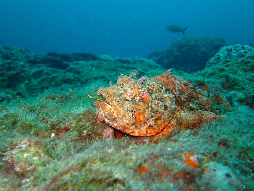 Coron: Barracuda Lake, Skeleton Wreck, Twin Lagoon Boat Tour - Good To Know