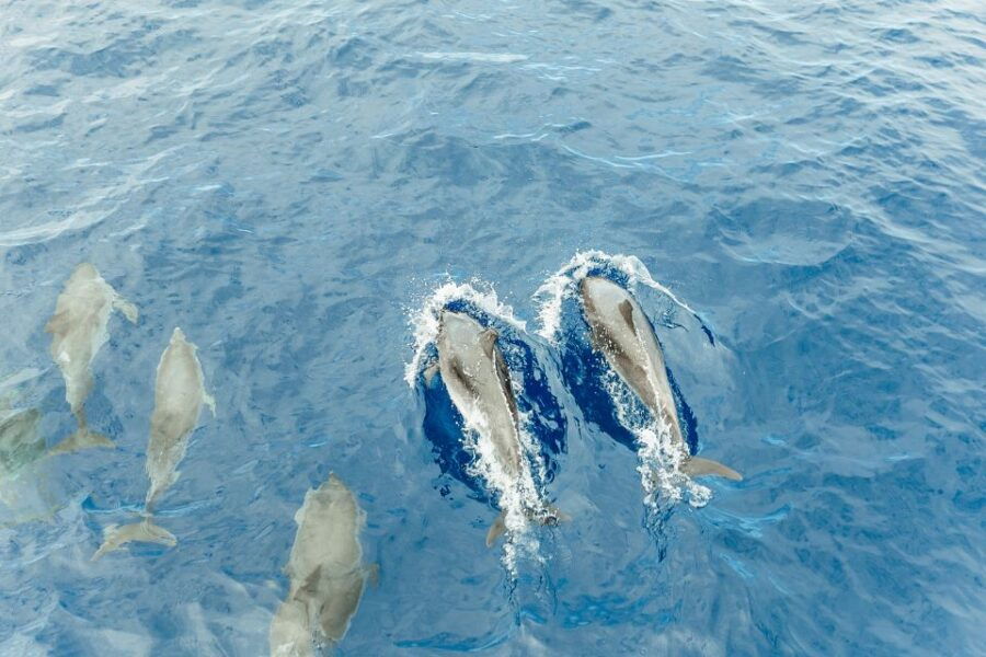 Costa Adeje: Whale & Dolphin Submarine Vision Mini Cruise - Good To Know