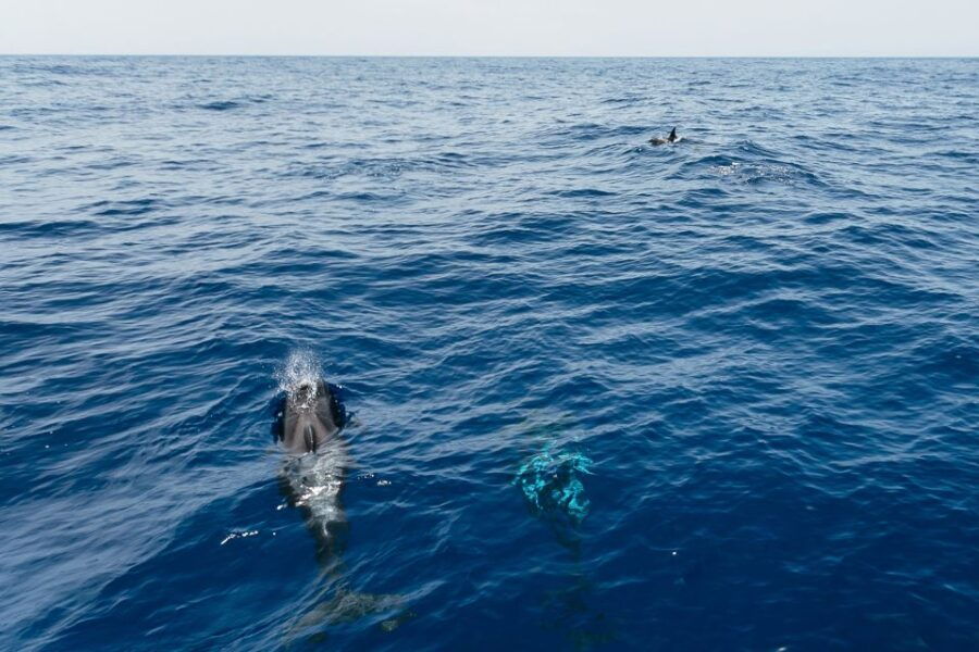 Costa Adeje: Whale Watching Catamaran Tour With Drinks - Good To Know