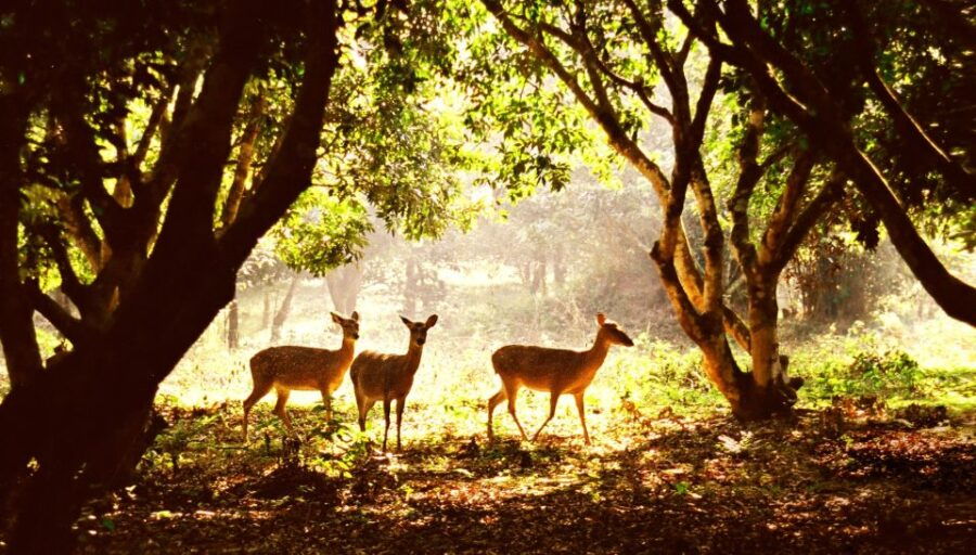 Cuc Phuong National Park 1 Day Trip - Good To Know