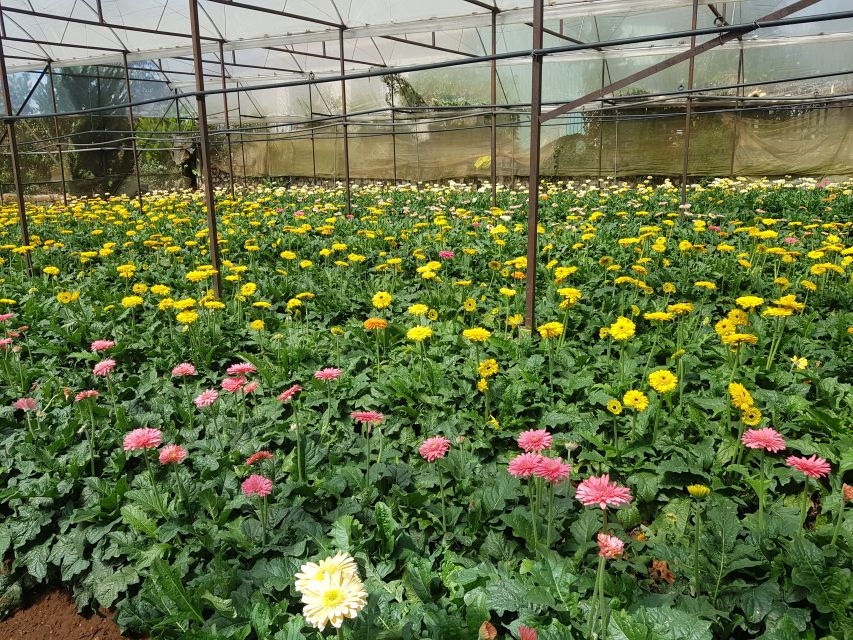 Dalat: Countryside Tour With Silk Village & Elephant Falls