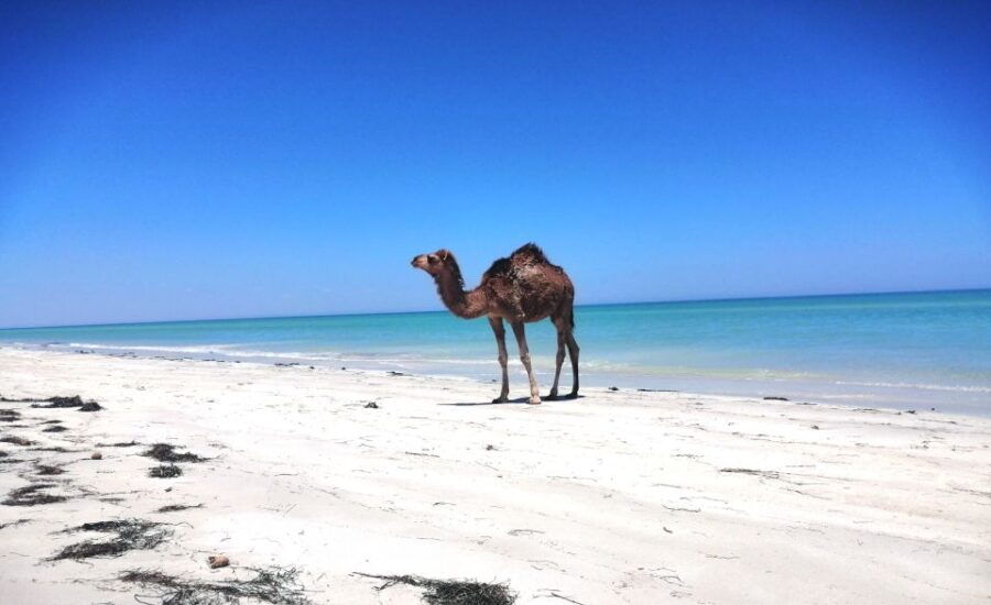 Djerba: Guided Camel Ride With Blue Lagoon Visit - Experience Highlights