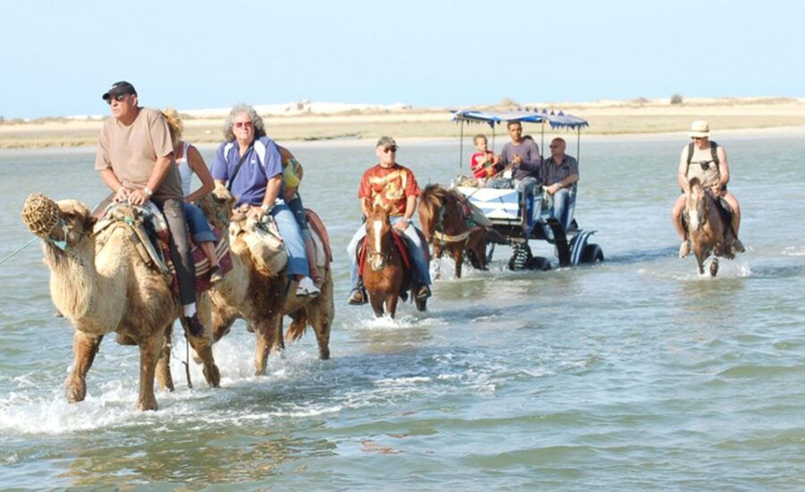 Djerba: Horse and Camel Combo Caravan Tour - Good To Know