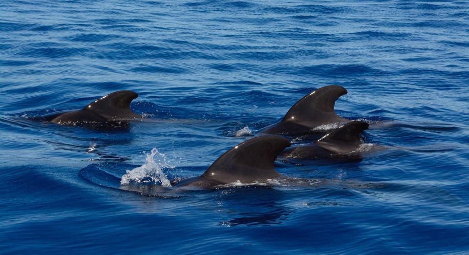 Dolphin and Whale Watching in Negombo - Good To Know