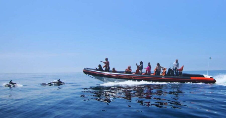 Dolphin Safari and Cave Tour in Vilamoura