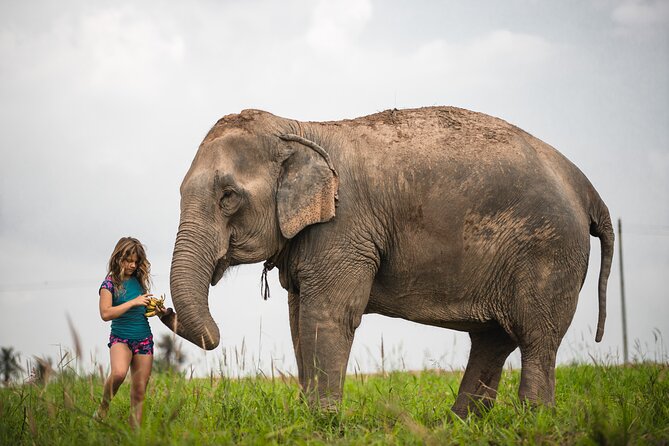 Elephant Jungle Sanctuary: Half Day Afternoon Program - Good To Know