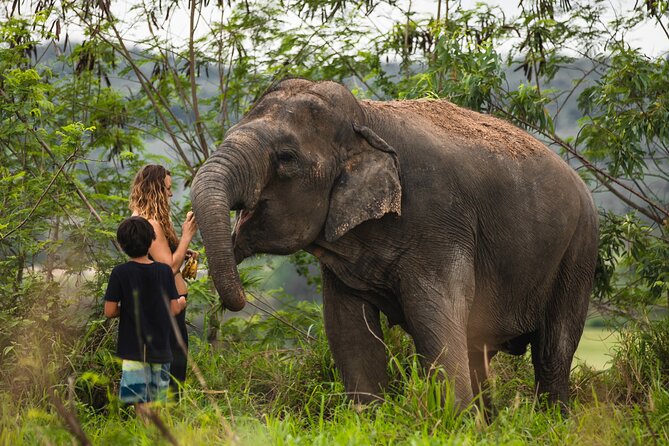 Elephant Jungle Sanctuary: Half Day Morning Program - Good To Know