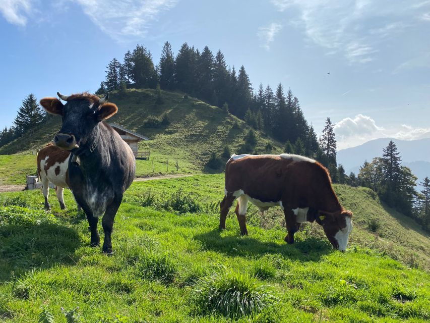 Exhilarating Winter Alpine Buggy Tour Packed With Hot Drinks - Good To Know