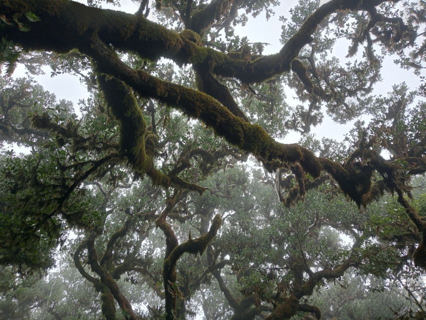 Fanal-Enchanted Forest - Good To Know