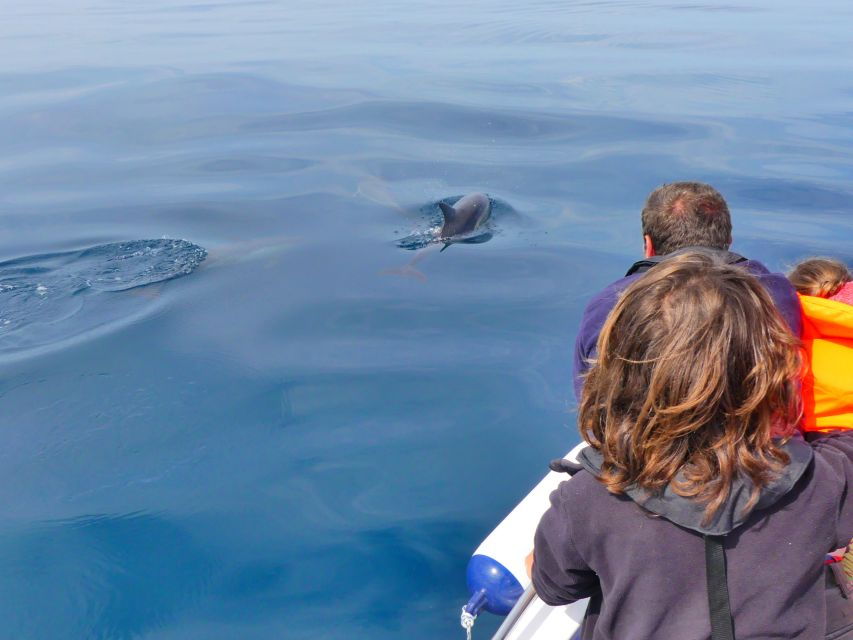 Faro: Dolphin and Wildlife Watching in the Atlantic Ocean