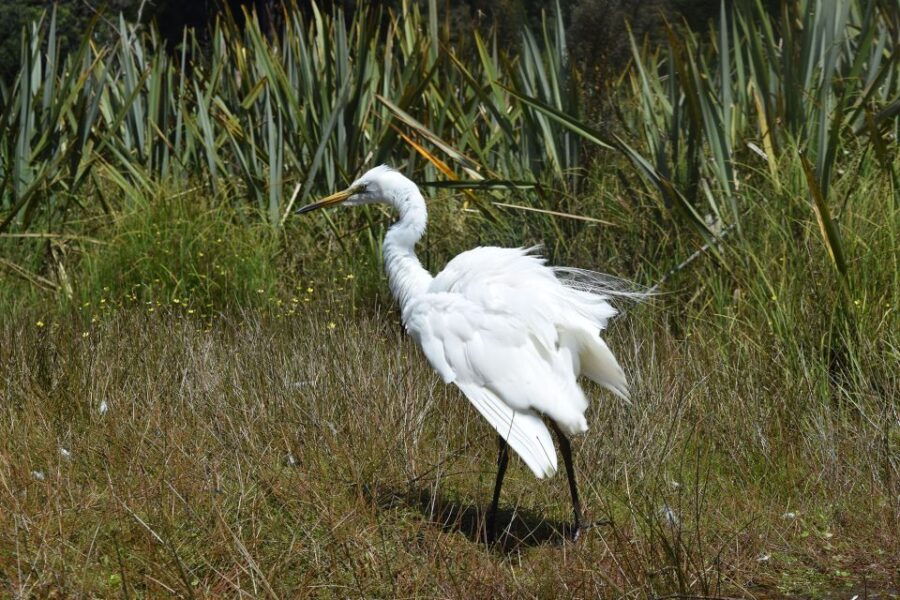 Franz Josef Glacier: 2-Hour Scenic Lake Mapourika Cruise - Good To Know