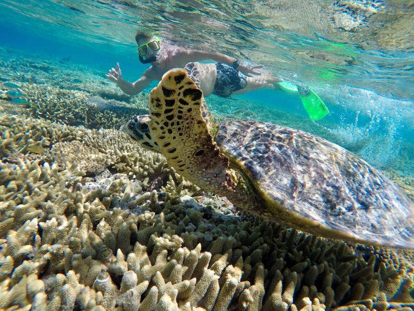 From 1770: Lady Musgrave Island Snorkelling Day Cruise - Good To Know