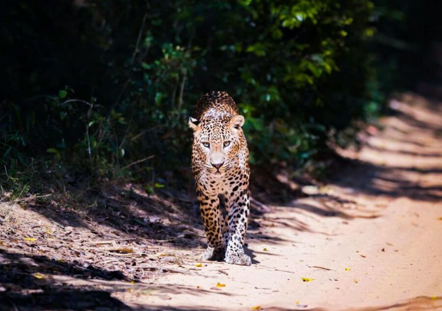 From Anuradhapura: Full-Day Wilpattu National Park Safari
