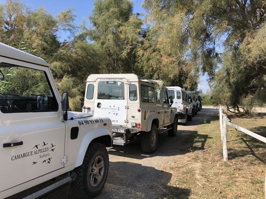 From Arles: Half-Day 4x4 Camargue Safari