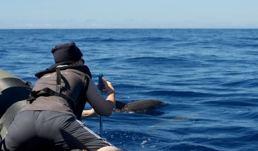 From Calheta: Madeira Whale and Dolphin Watching Boat Tour - Good To Know