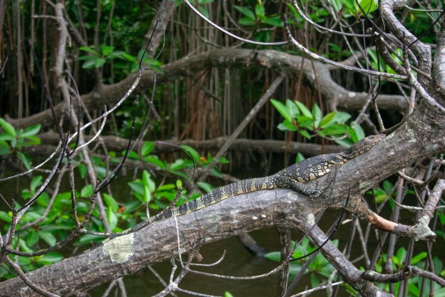 From Colombo/Bentota/Hikkaduwa: 2-Day National Parks Trip - Good To Know