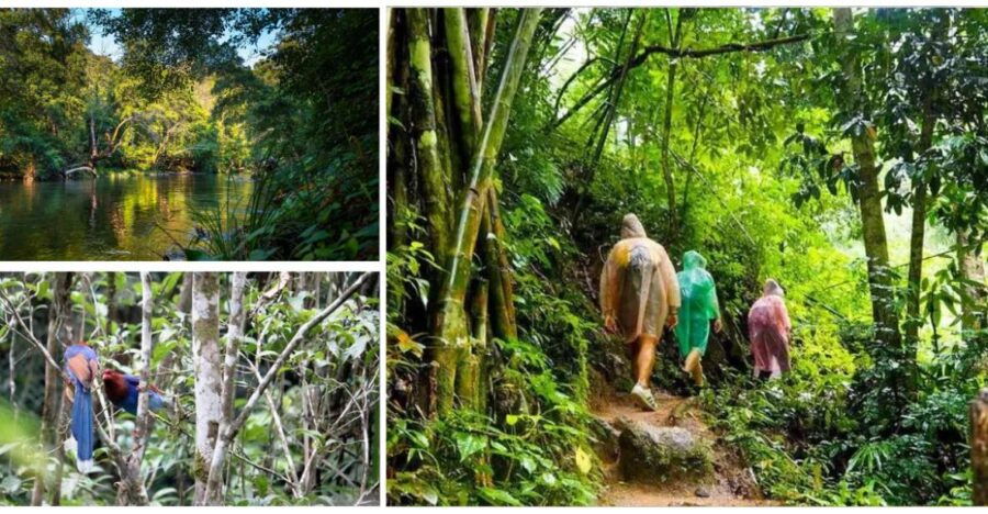 From Colombo-Negombo-Bentota-Kalutara: Sinharaja Hike - Good To Know