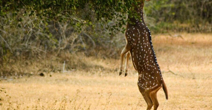 From Colombo : Yala National Park Safari Tour - Good To Know