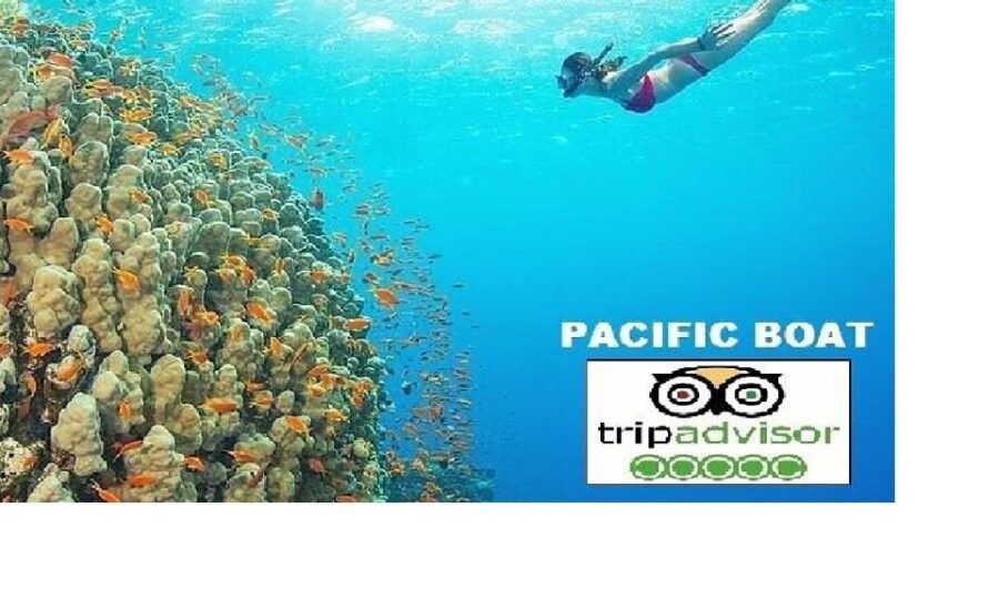 From Da Nang: Snorkeling & Island Hopping Tour by Speedboat - Good To Know